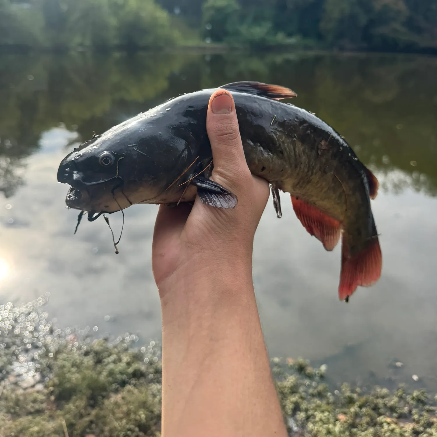 Black bullhead caught on Fishbrain