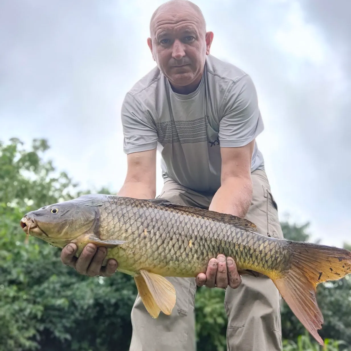 Common carp caught on Fishbrain