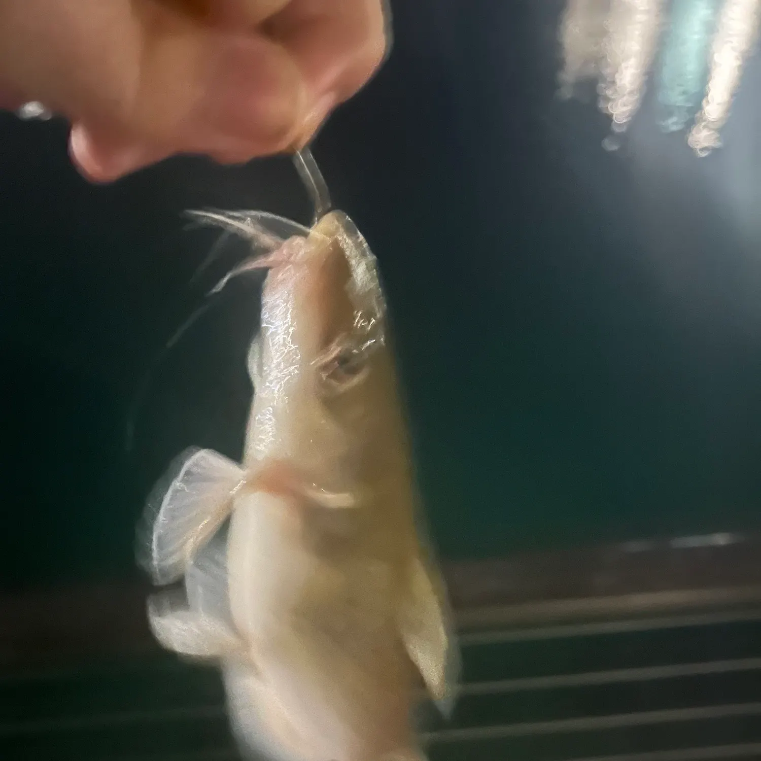 Channel catfish caught on Fishbrain