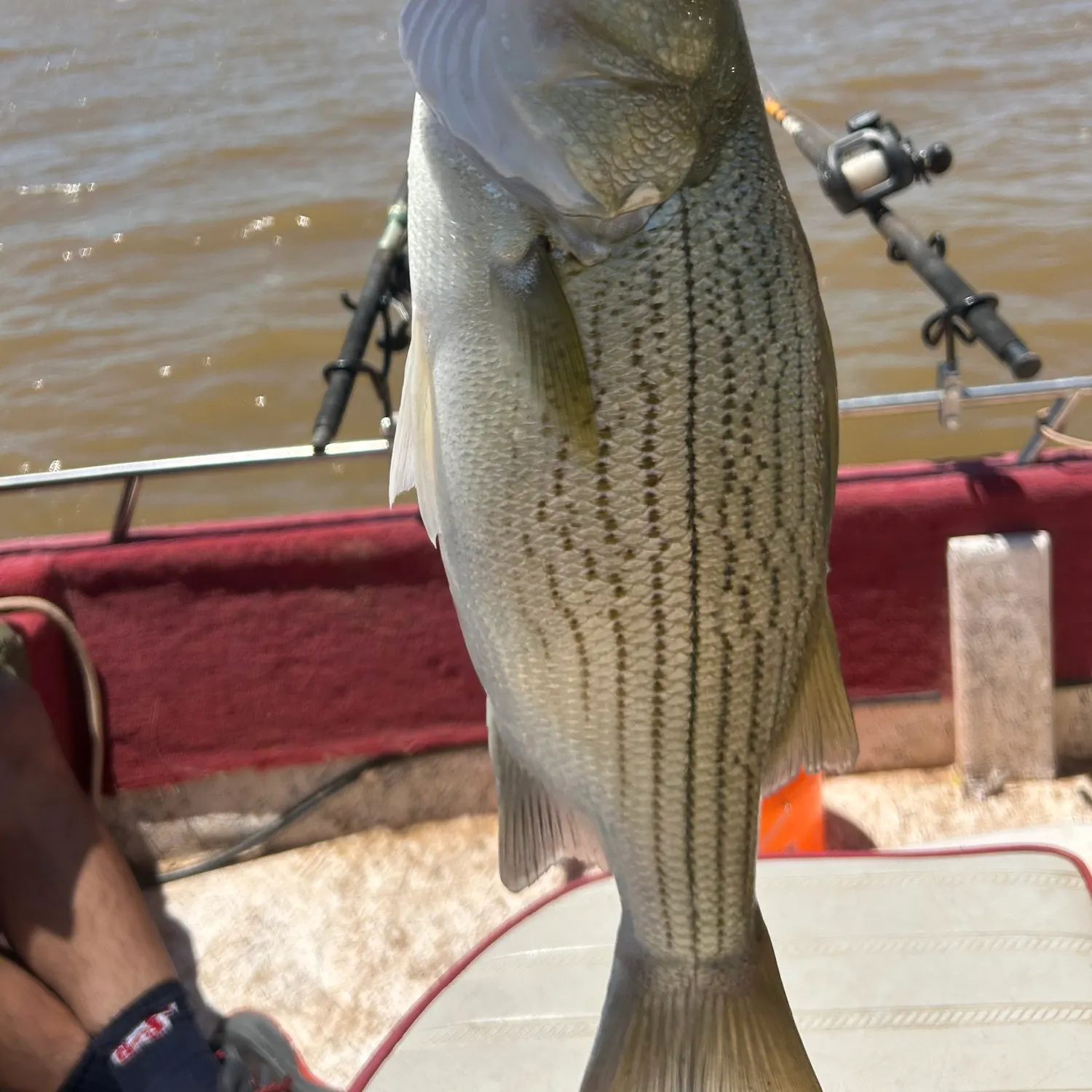 The most recent Sorubim hybrid catches on Fishbrain