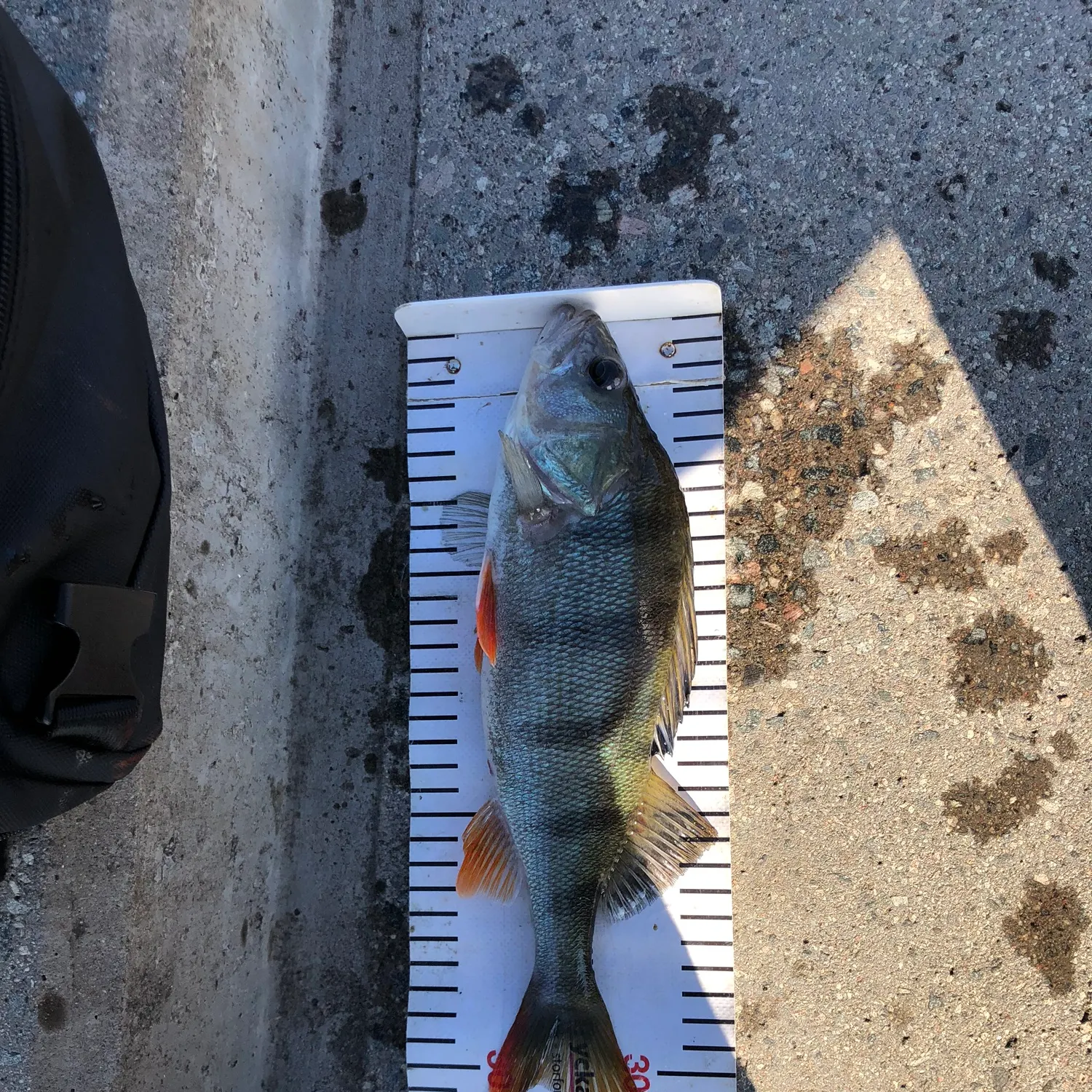 European perch caught on Fishbrain