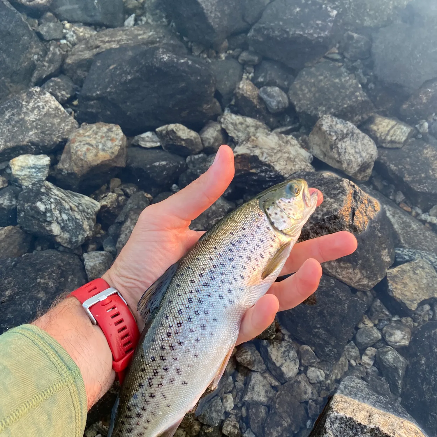 recently logged catches