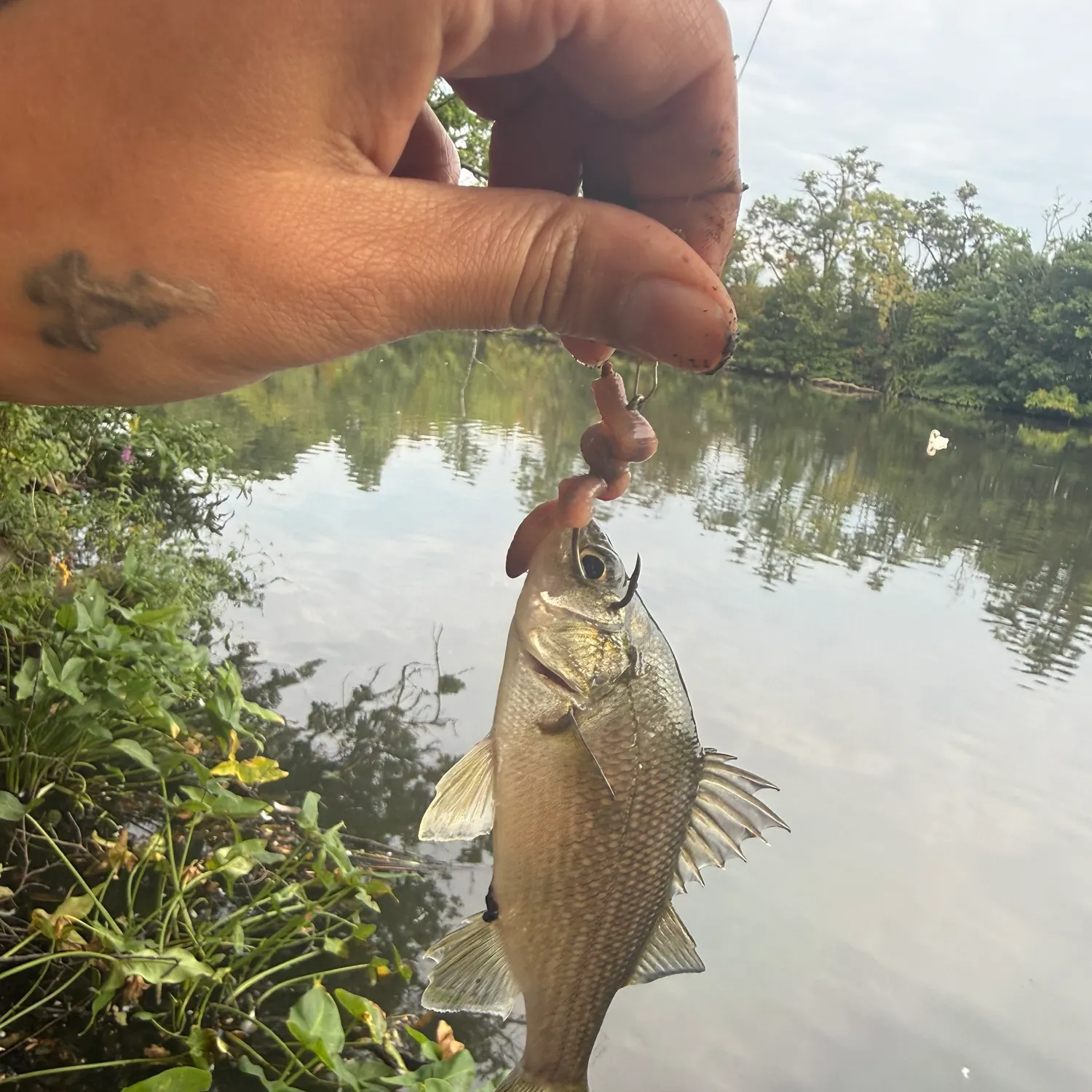White perch caught on Fishbrain