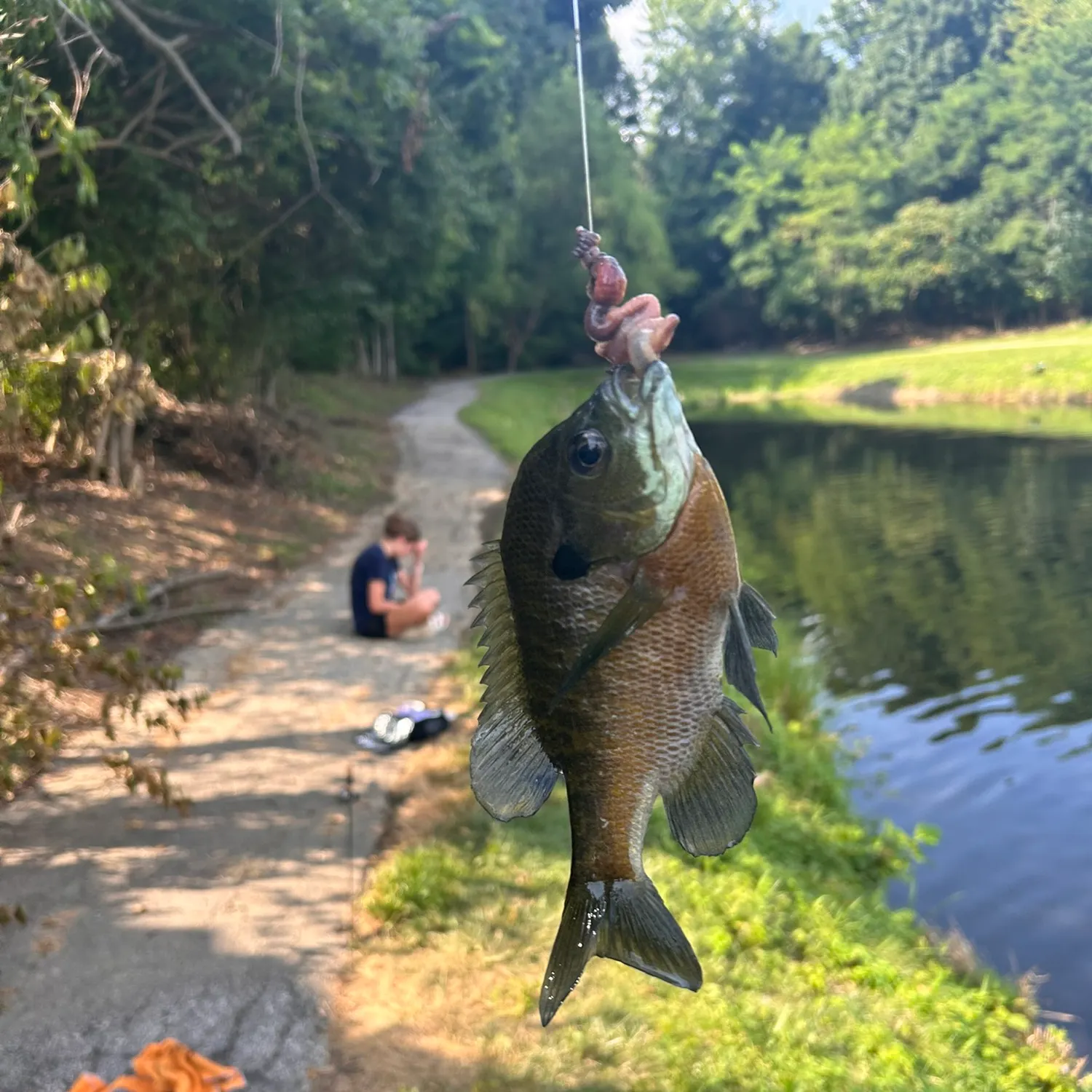 Bluegill caught on Fishbrain