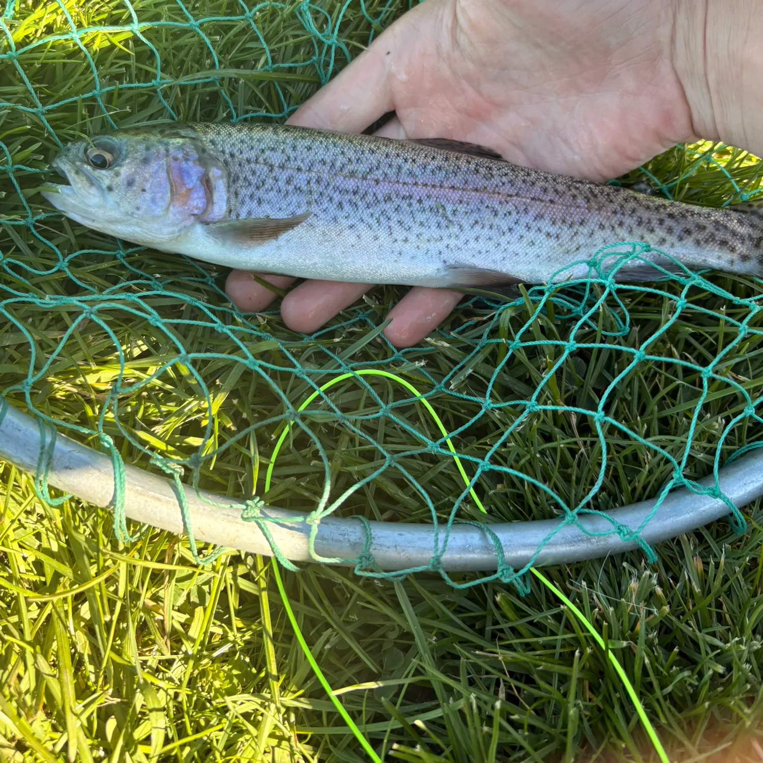Rainbow trout caught on Fishbrain