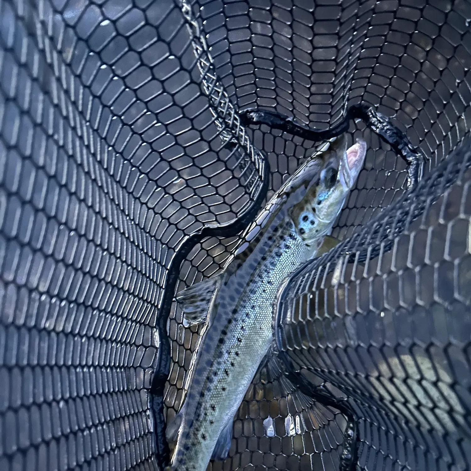 Landlocked atlantic salmon caught on Fishbrain
