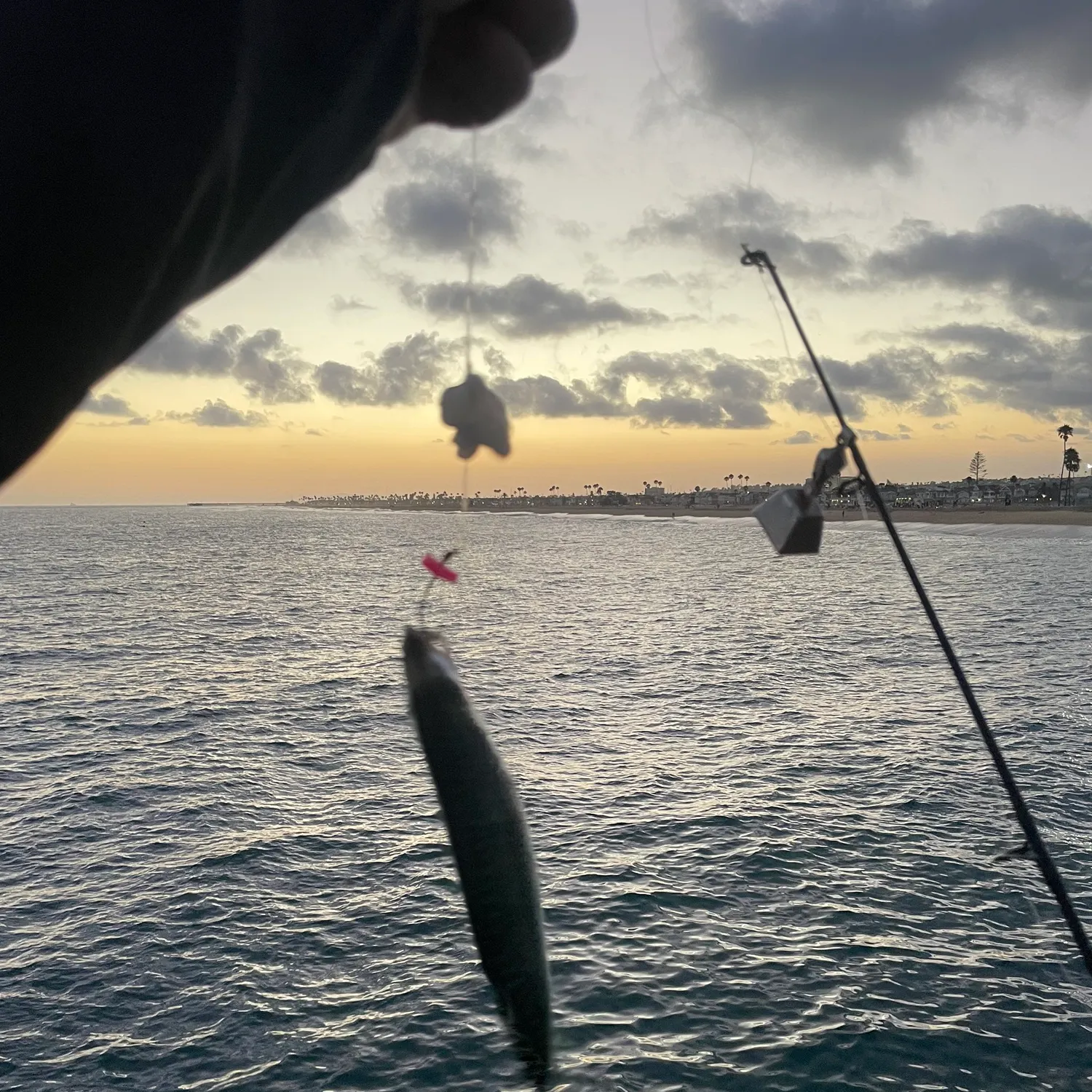 The most recent Surf smelt catches on Fishbrain