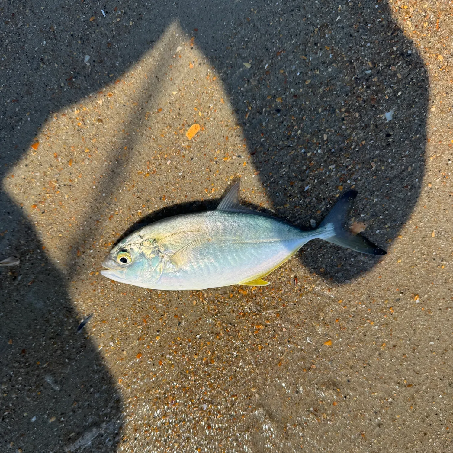 The most recent Southern pompano catches on Fishbrain