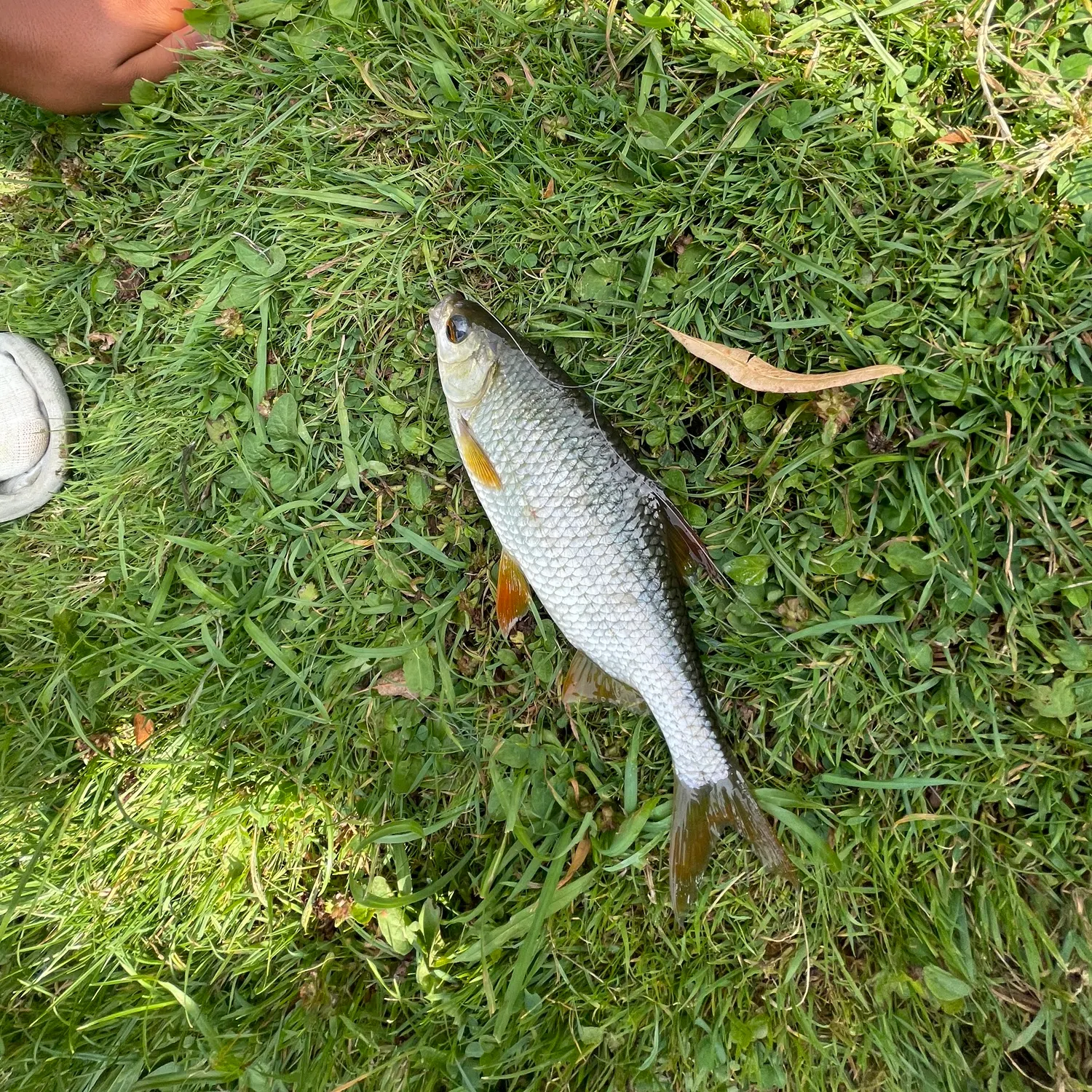 Common roach caught on Fishbrain