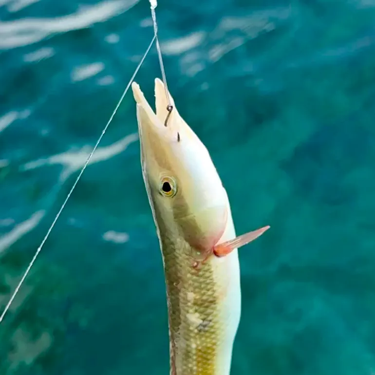 The most recent Sand tilefish catches on Fishbrain