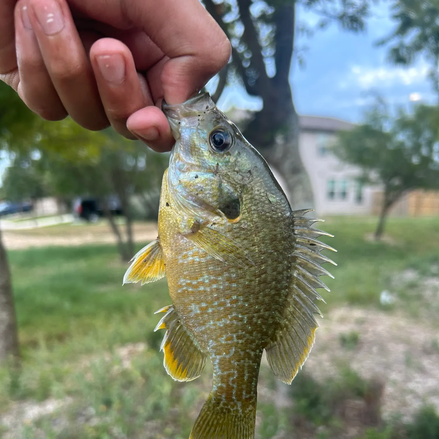 Green sunfish caught on Fishbrain