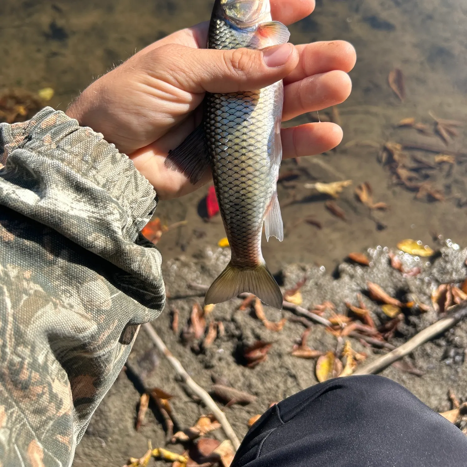 Fallfish caught on Fishbrain