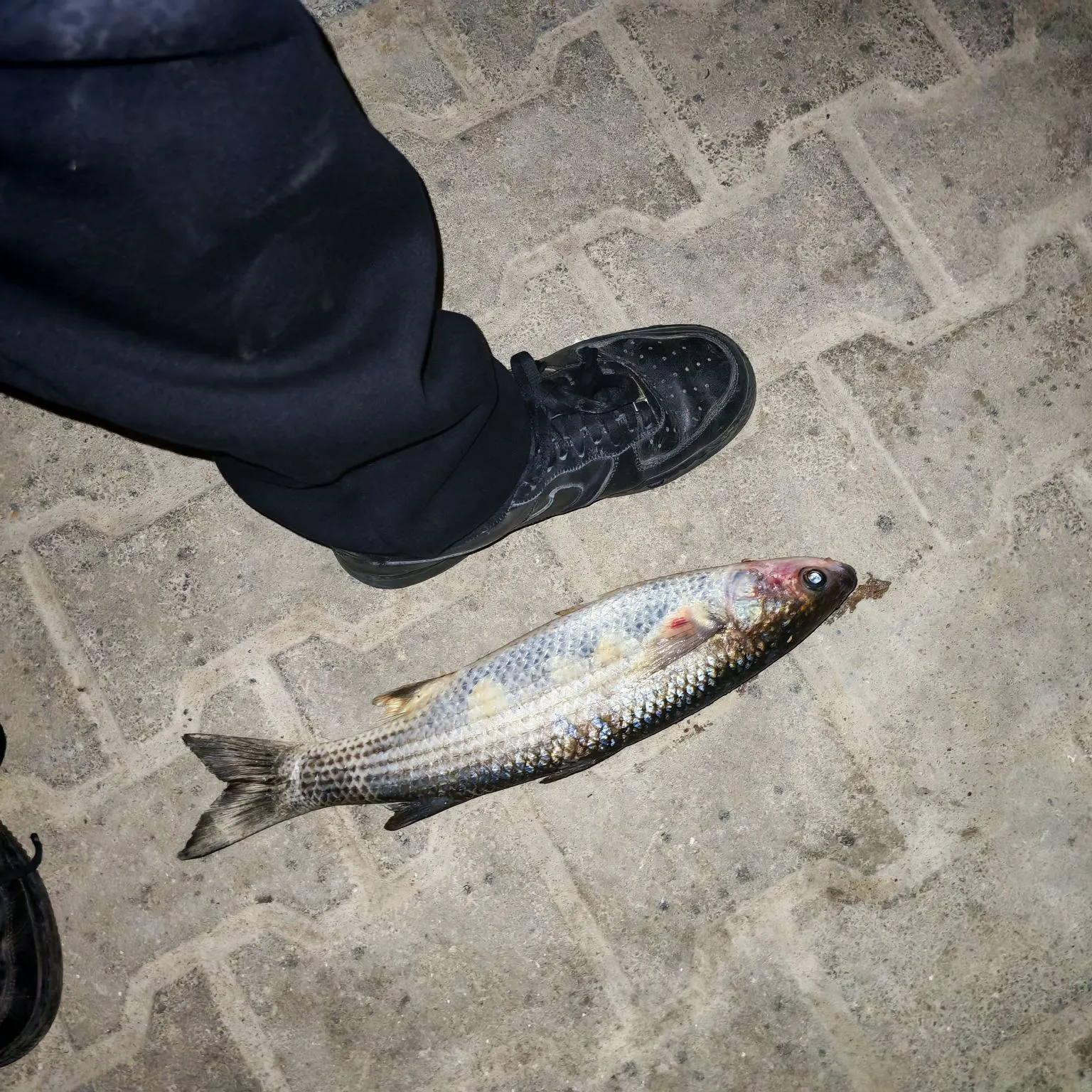 Striped mullet caught on Fishbrain