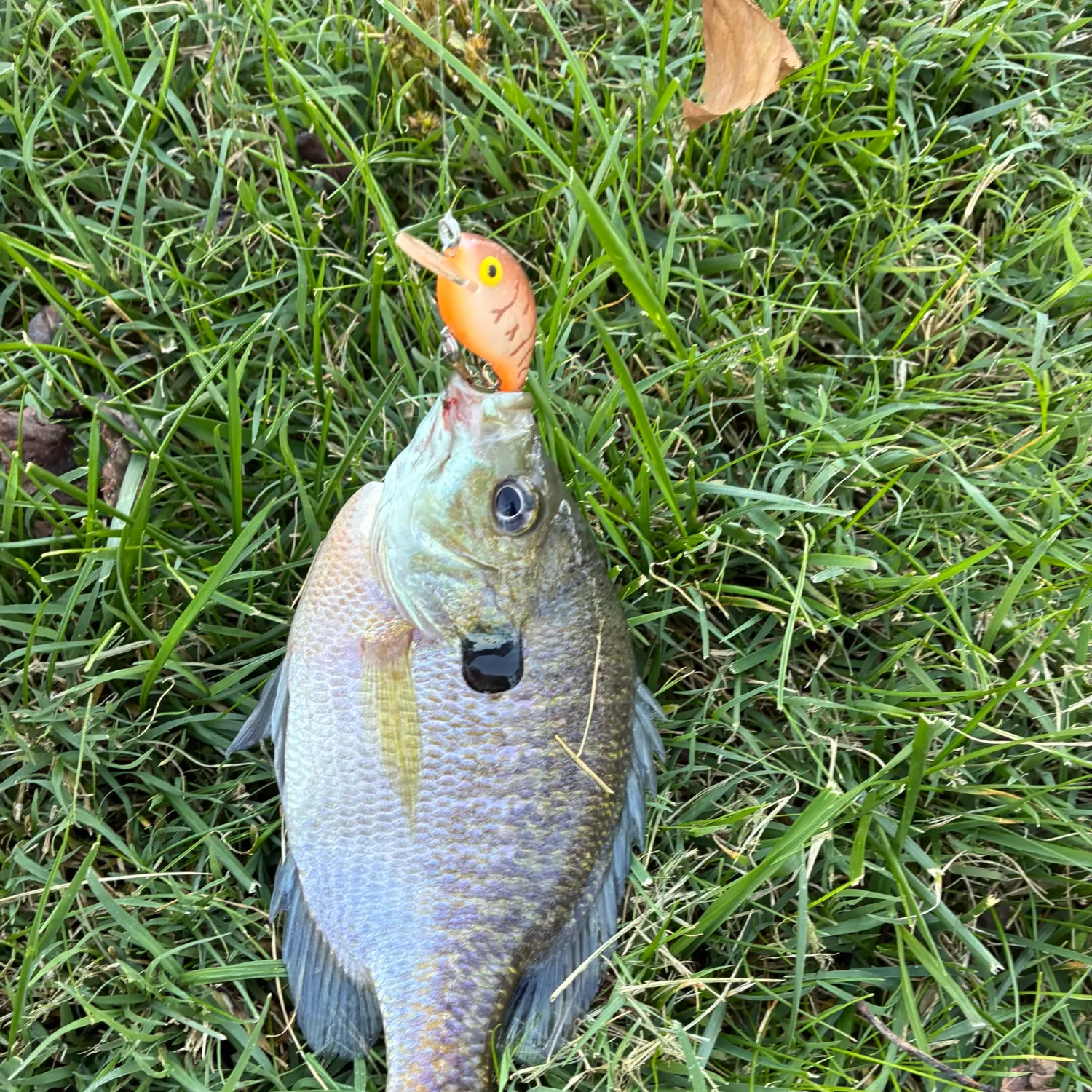Bluegill caught on Fishbrain
