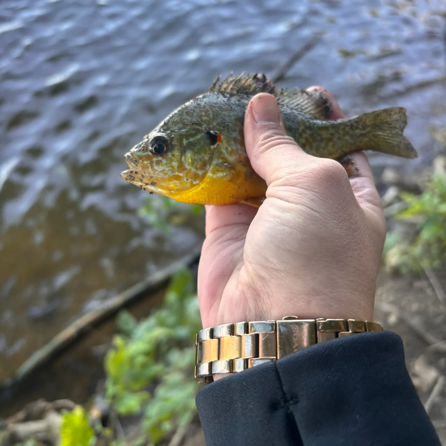 Pumpkinseed caught on Fishbrain