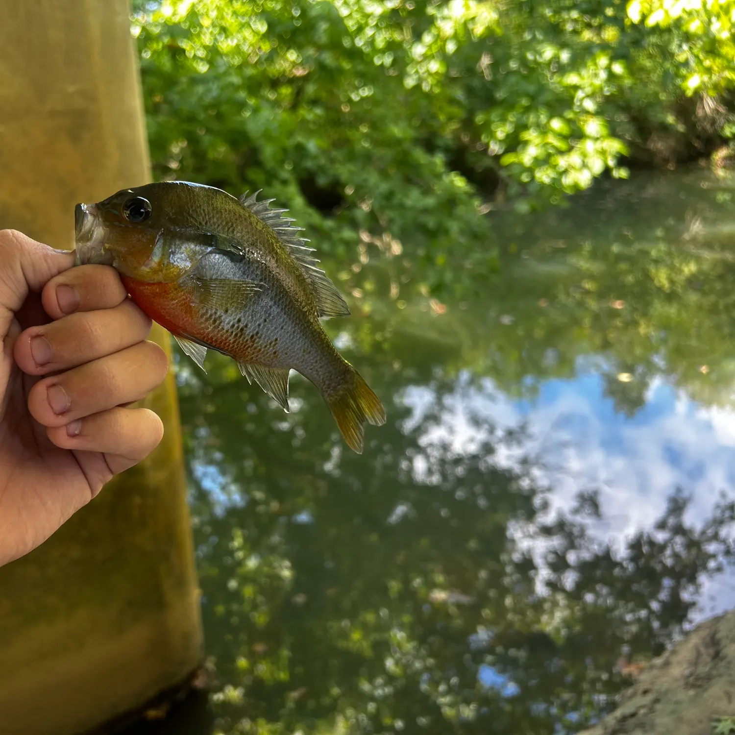 Redbreast sunfish caught on Fishbrain