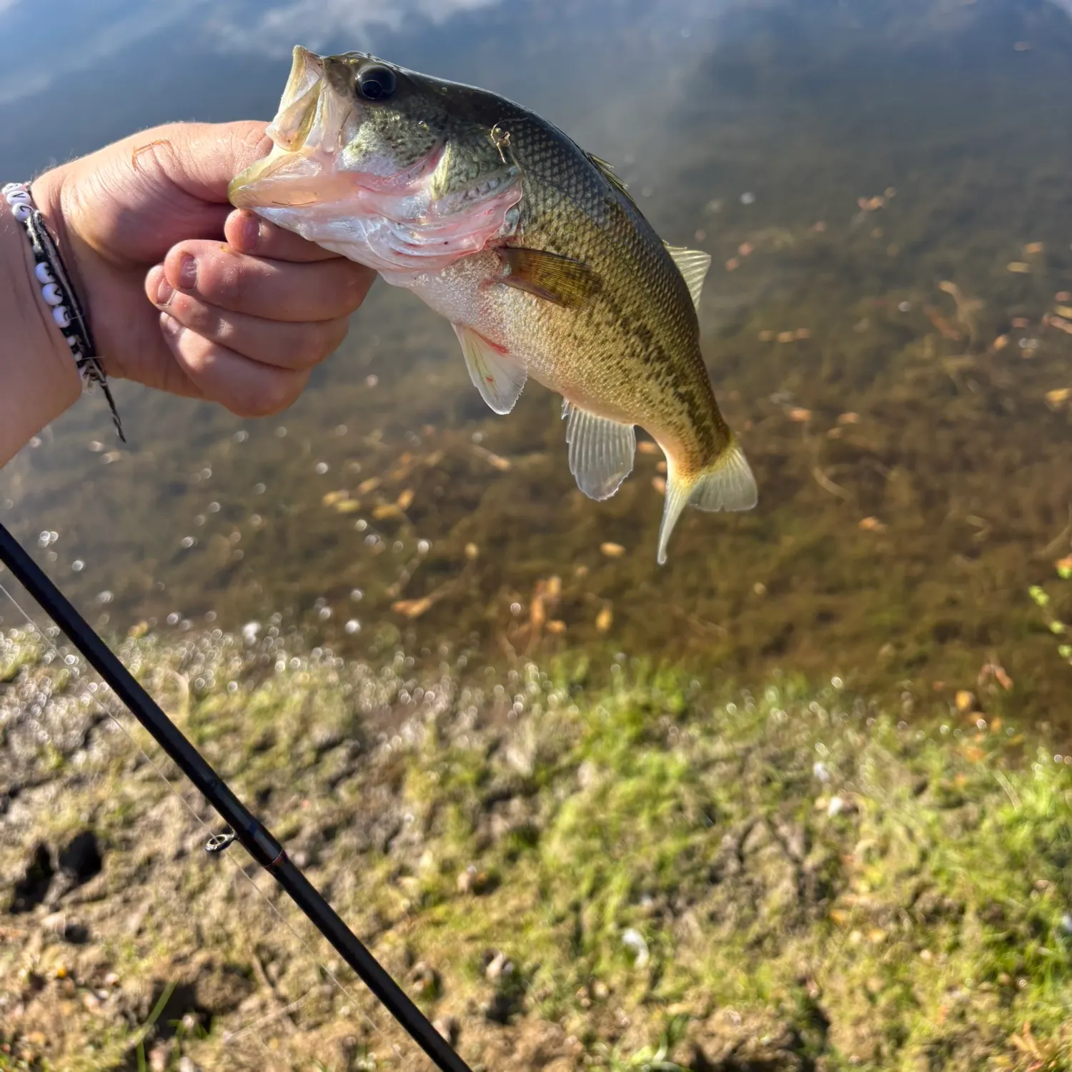 The most recent Largemouth bass catches on Fishbrain