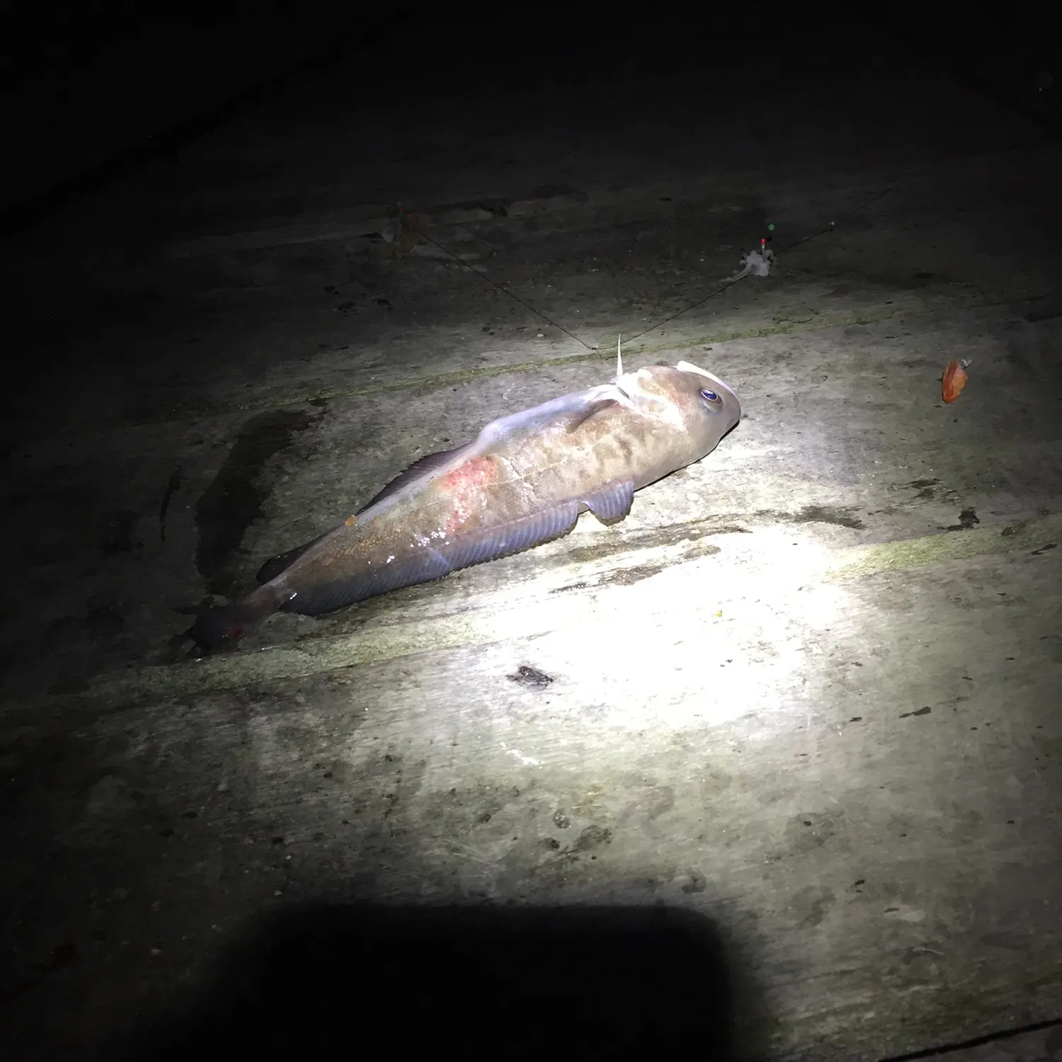 The most recent Rock cod catches on Fishbrain