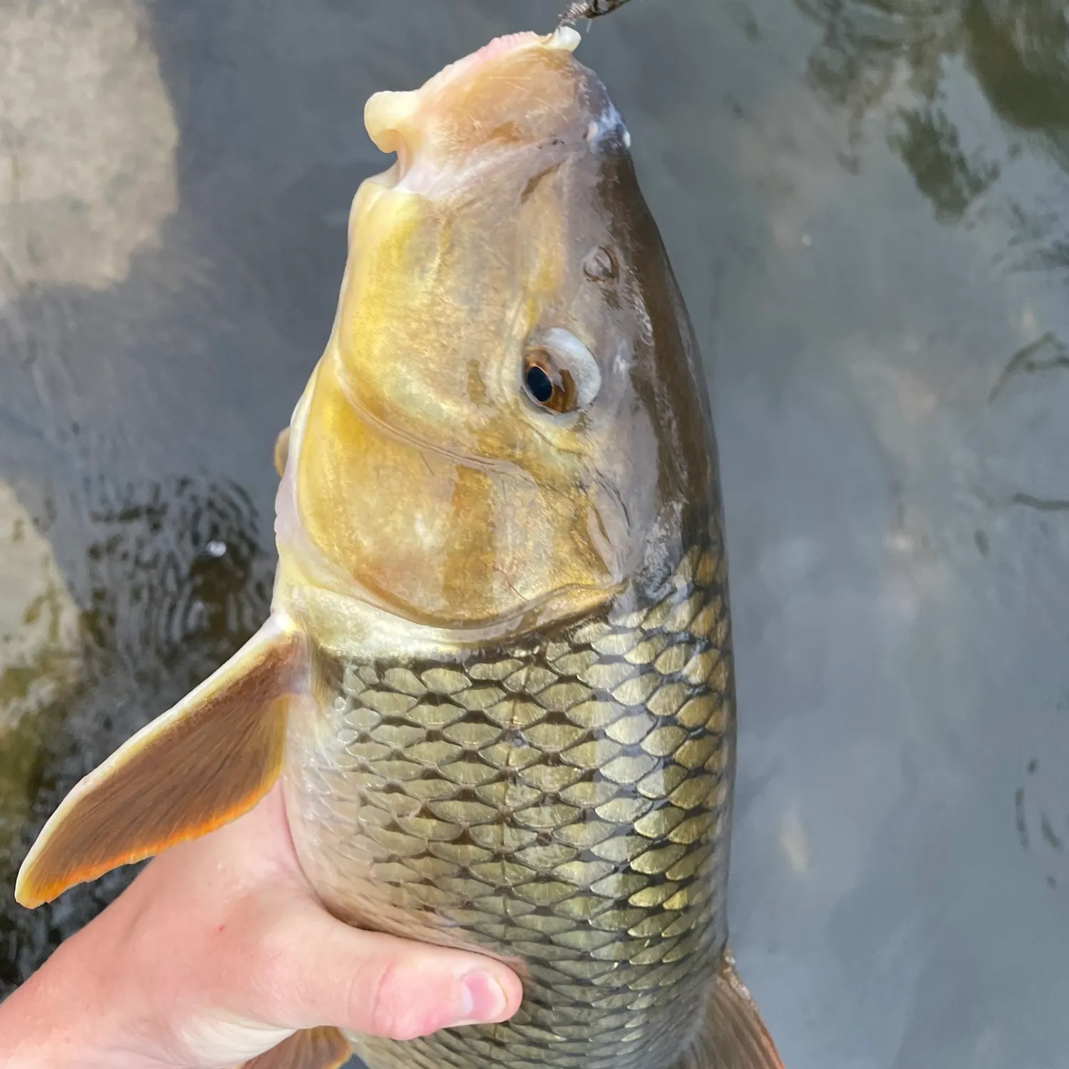 The most recent River redhorse catches on Fishbrain