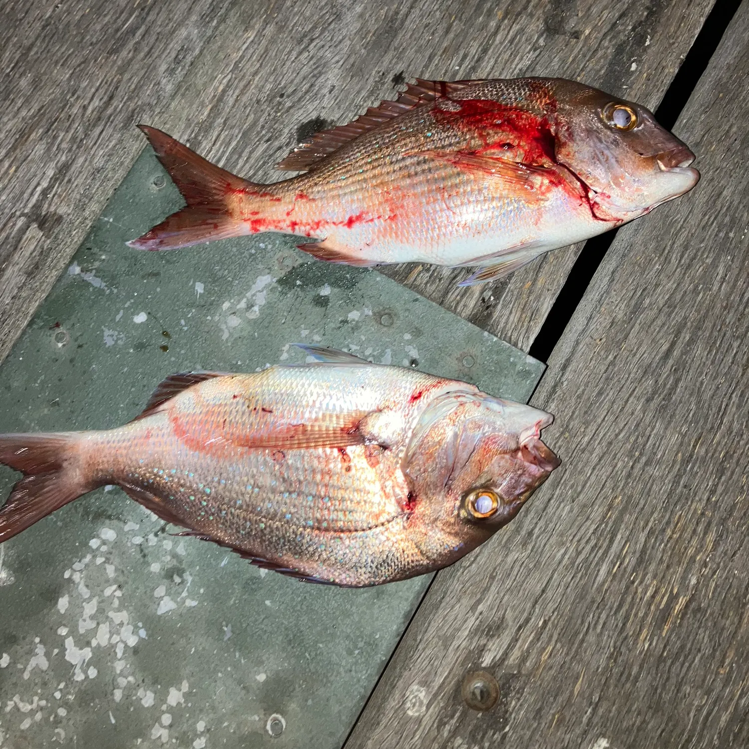 recently logged catches