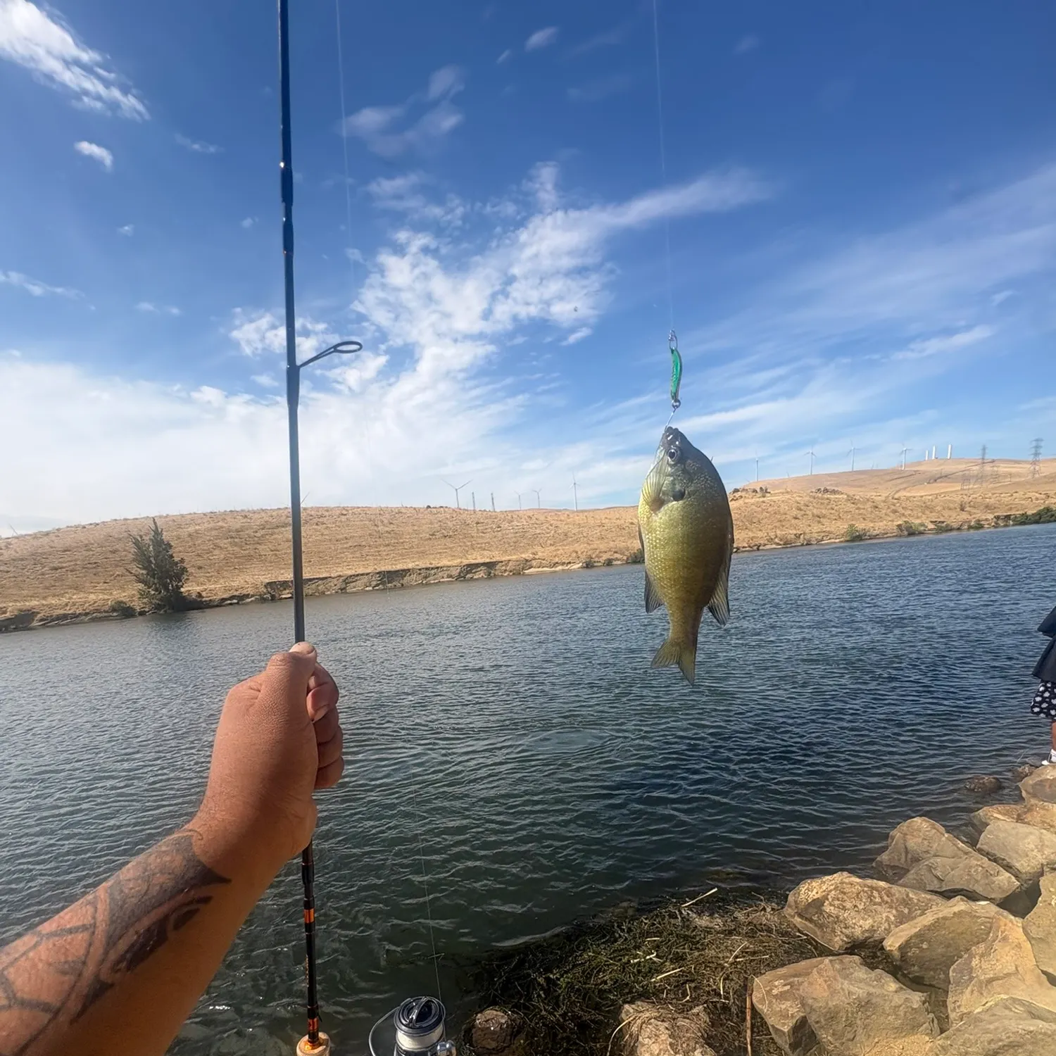 Striped bass caught on Fishbrain