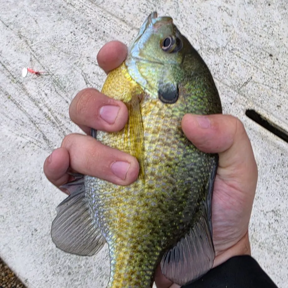 Bluegill caught on Fishbrain