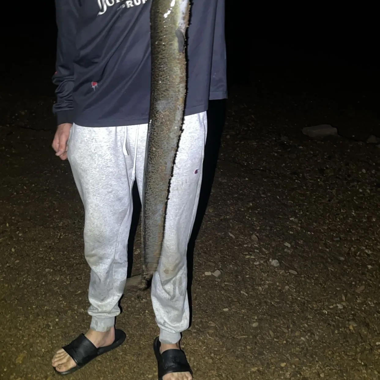 The most recent Common pike conger catches on Fishbrain