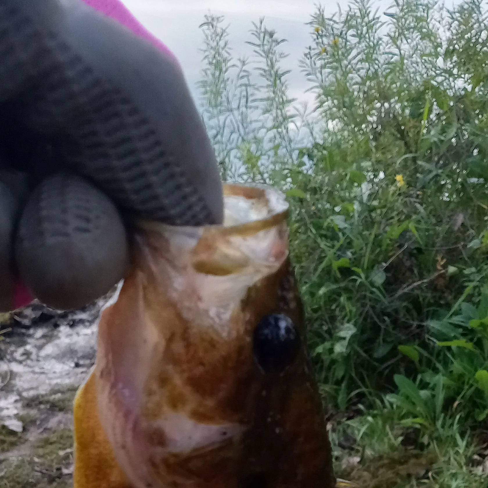 Warmouth caught on Fishbrain