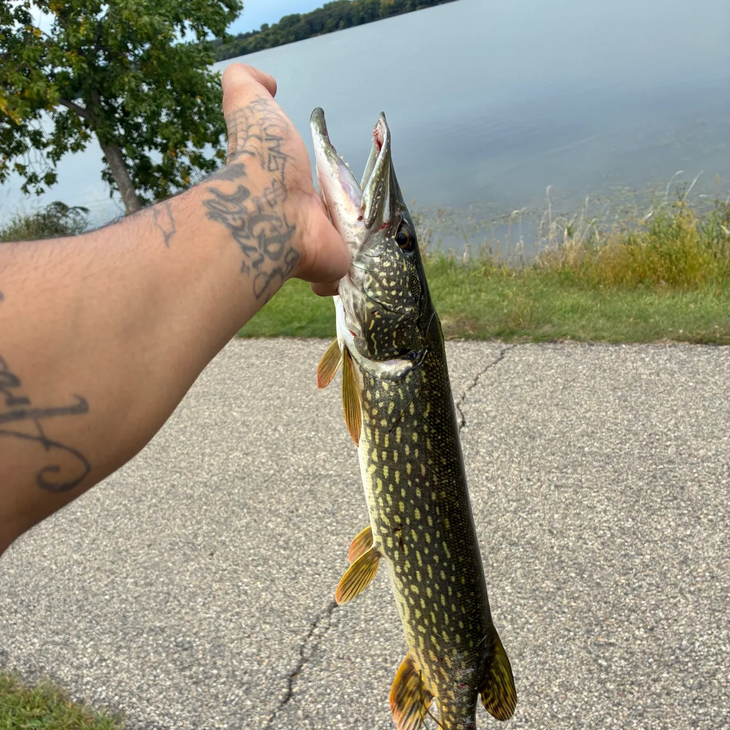 Northern pike caught on Fishbrain
