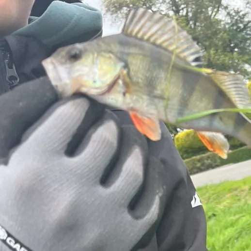 European perch caught on Fishbrain