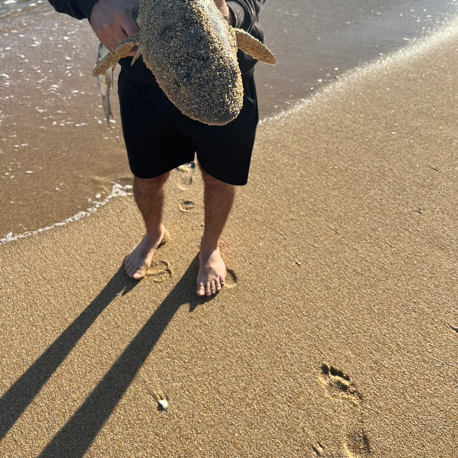 The most recent Zebra shark catches on Fishbrain