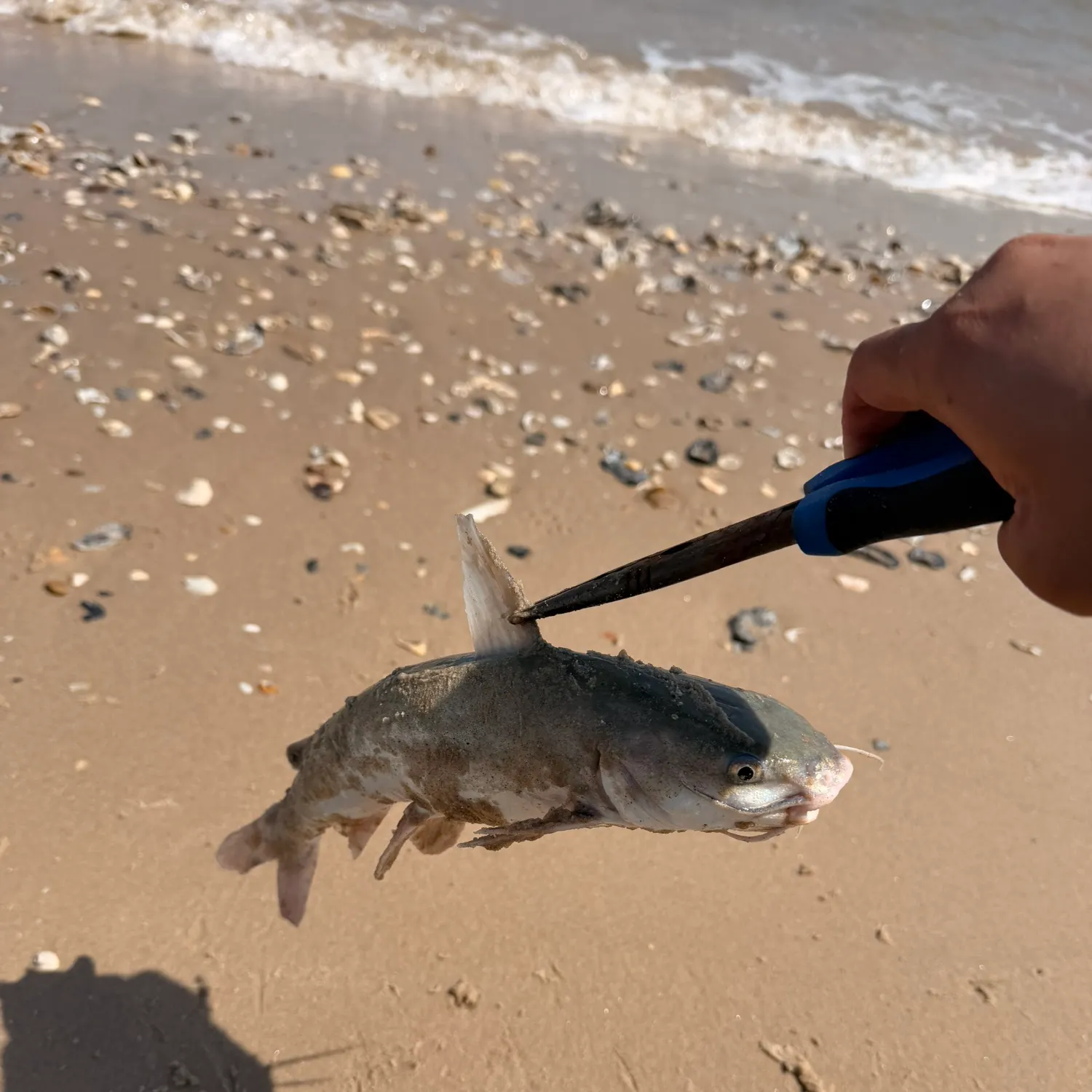 The most recent Coco sea catfish catches on Fishbrain