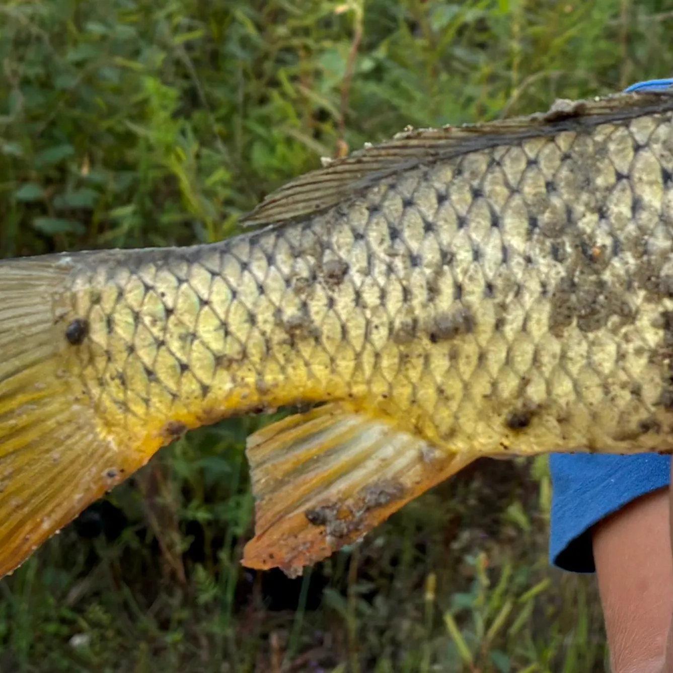 Common carp caught on Fishbrain