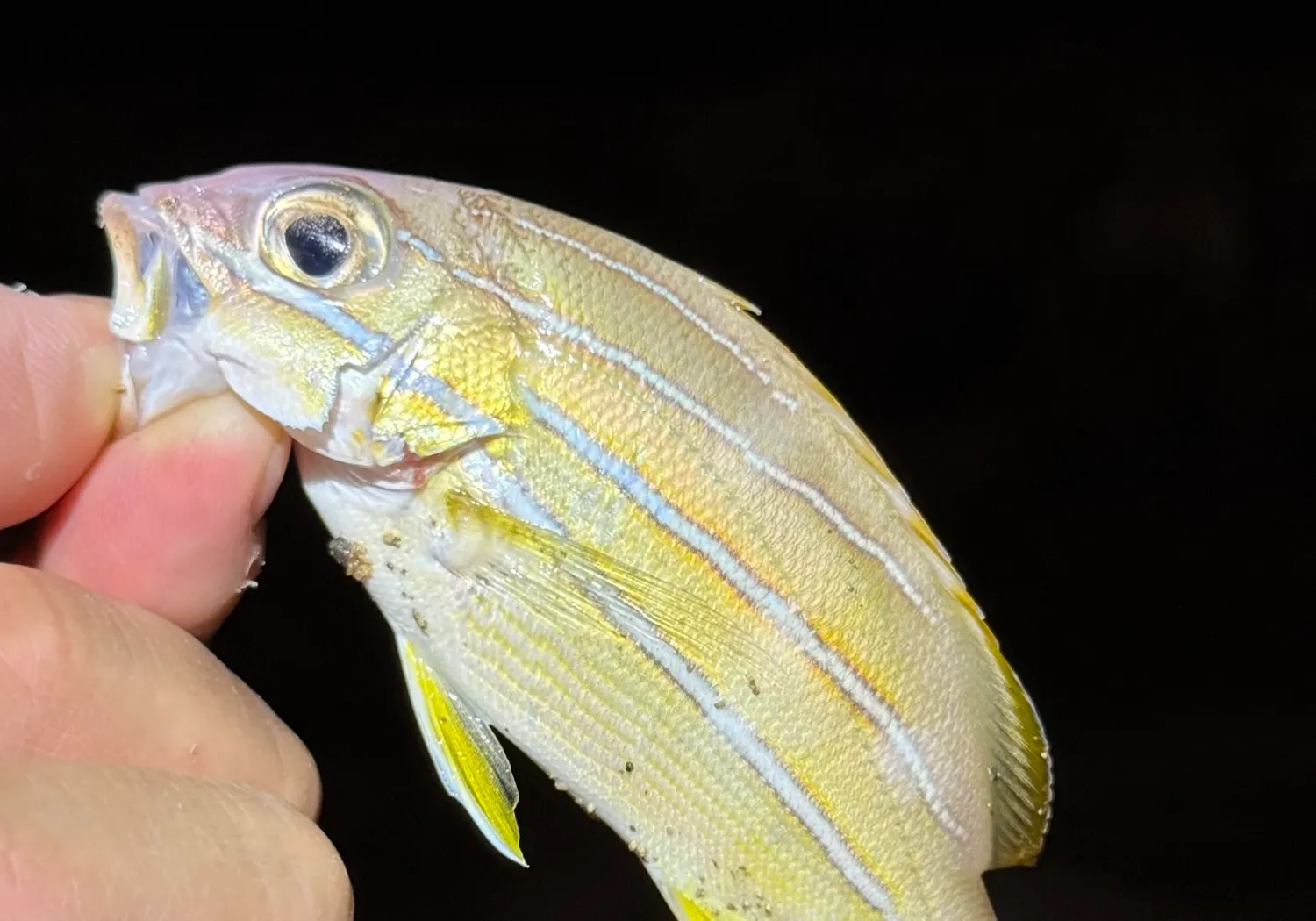 Common bluestripe snapper