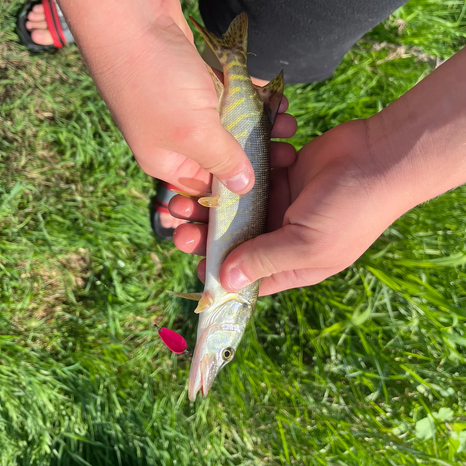 Northern pike caught on Fishbrain