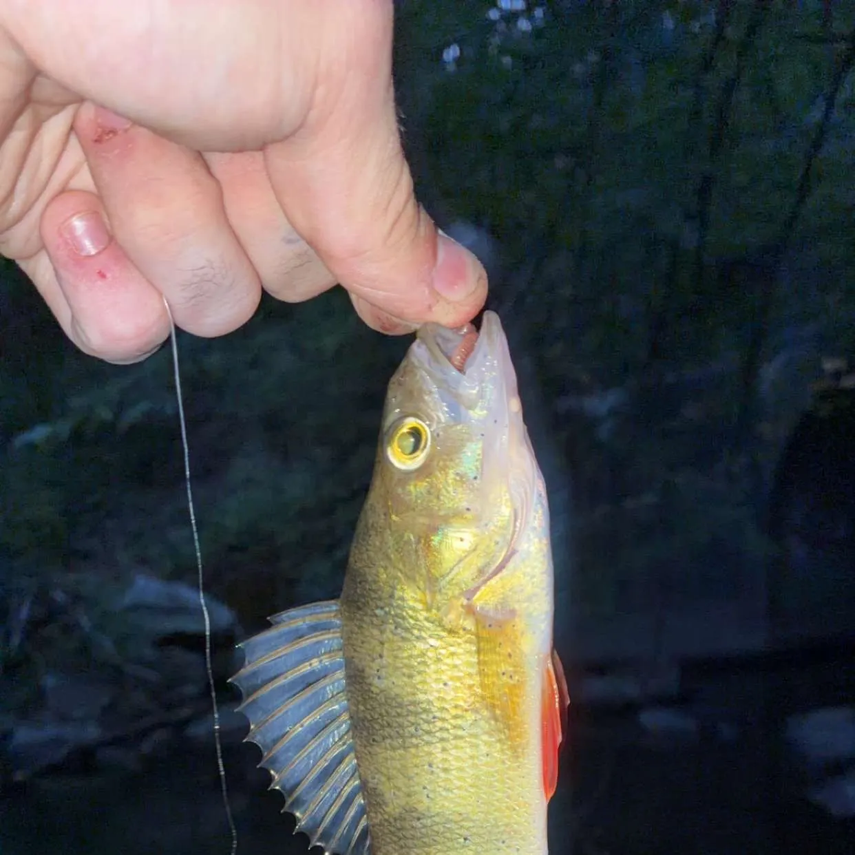 Yellow perch caught on Fishbrain