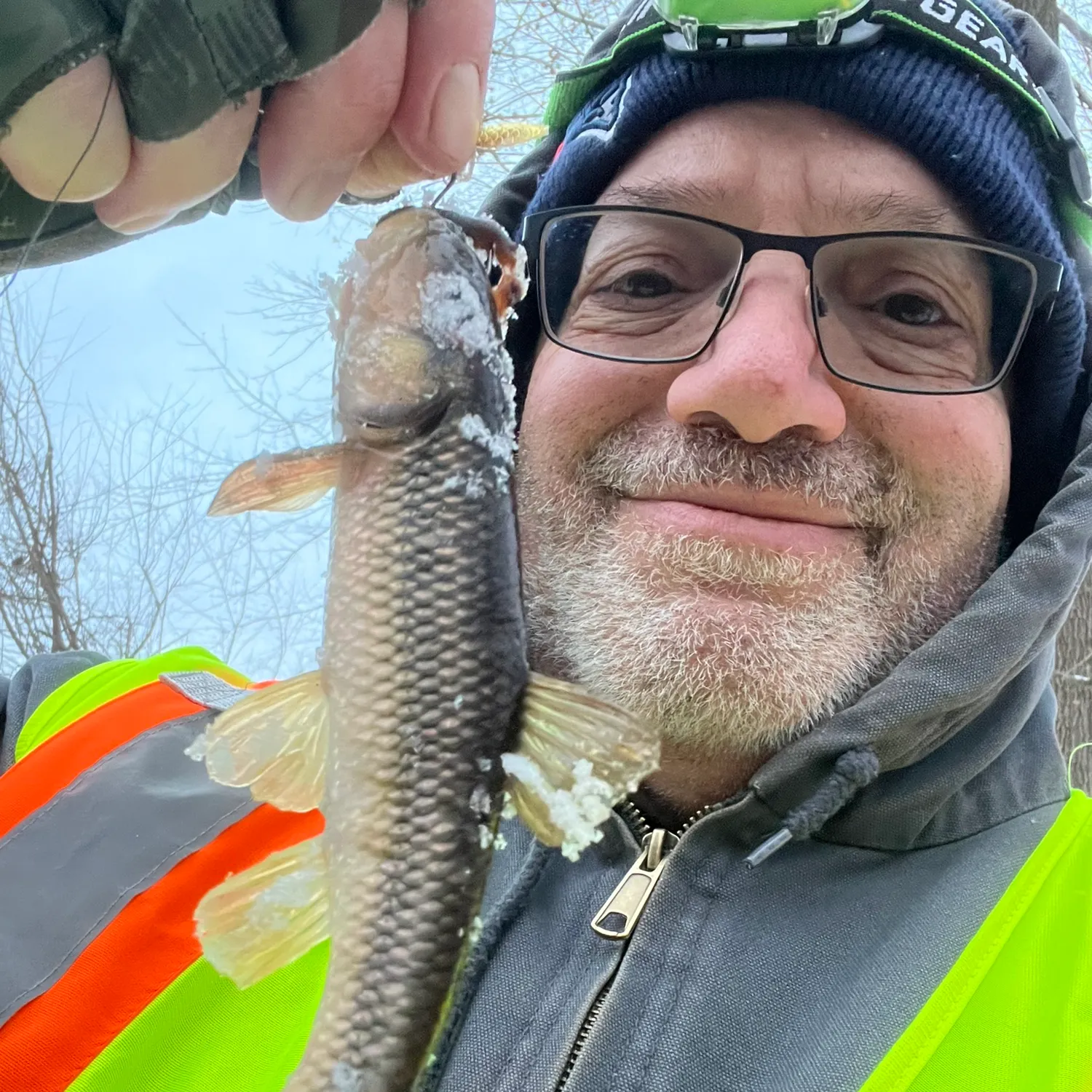 The most recent Hornyhead chub catches on Fishbrain