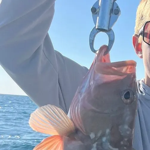 Red grouper caught on Fishbrain