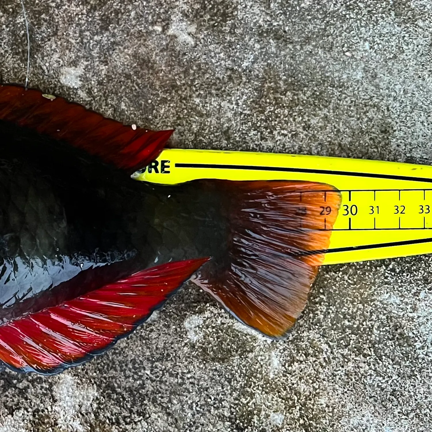 The most recent Crimsonband wrasse catches on Fishbrain