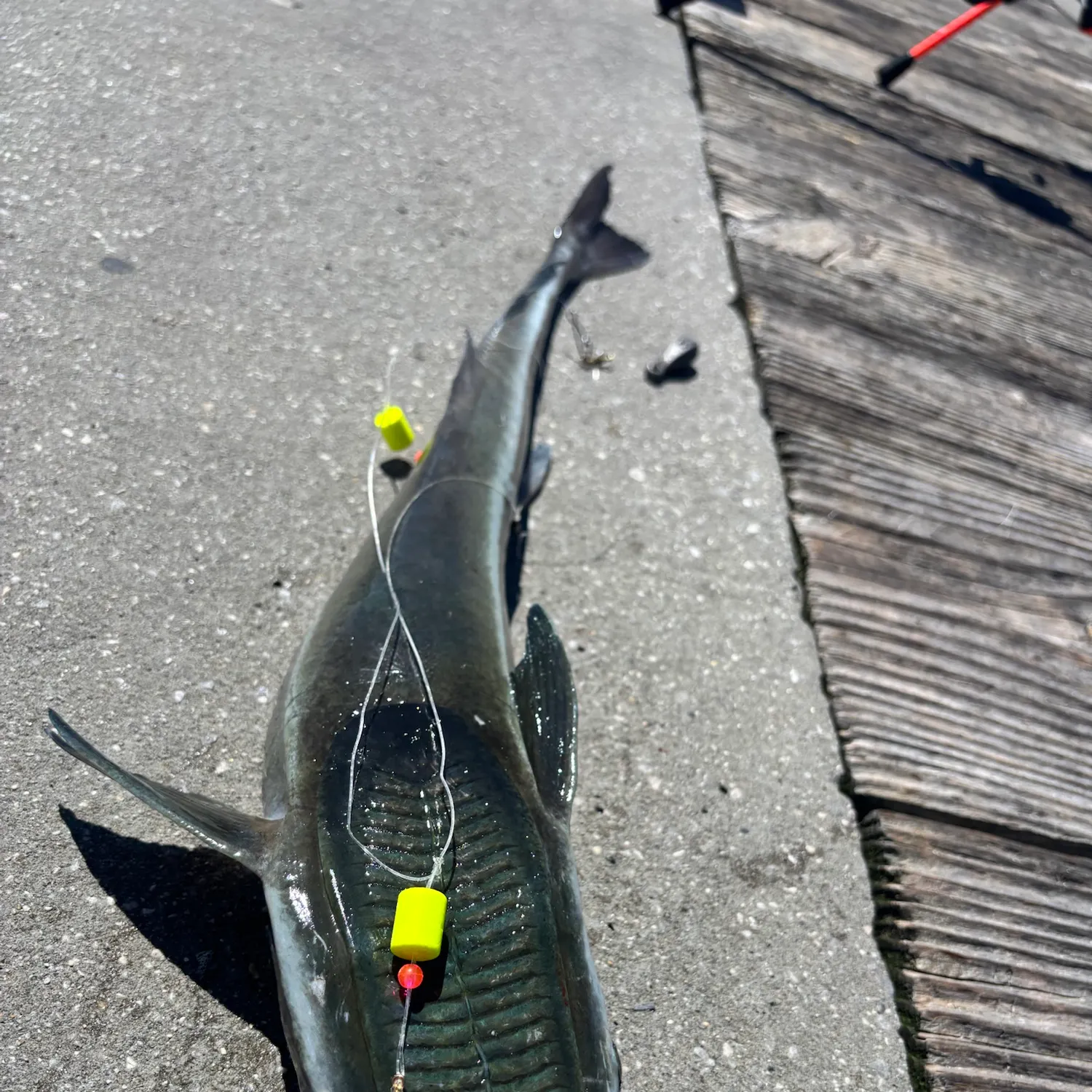 The most recent Live sharksucker catches on Fishbrain
