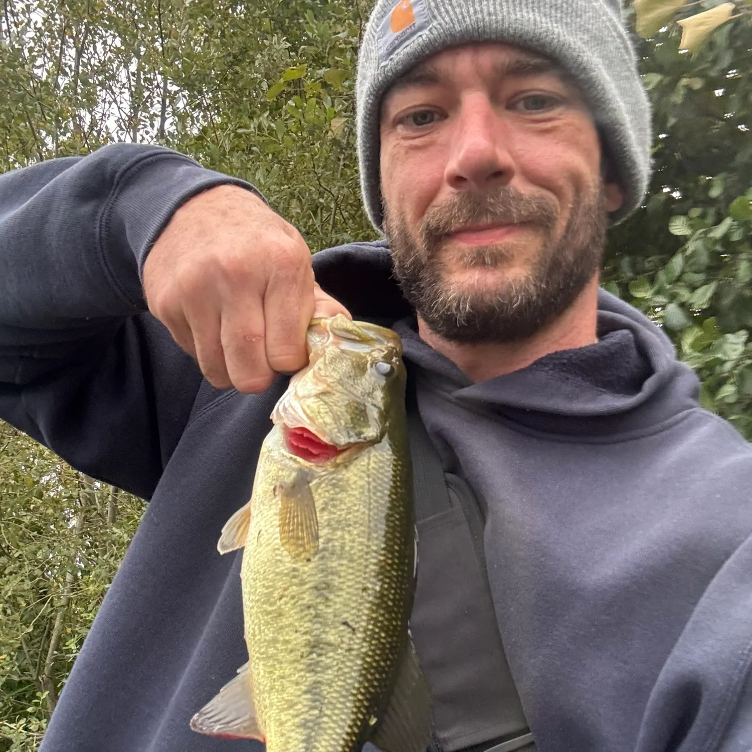 Largemouth bass caught on Fishbrain