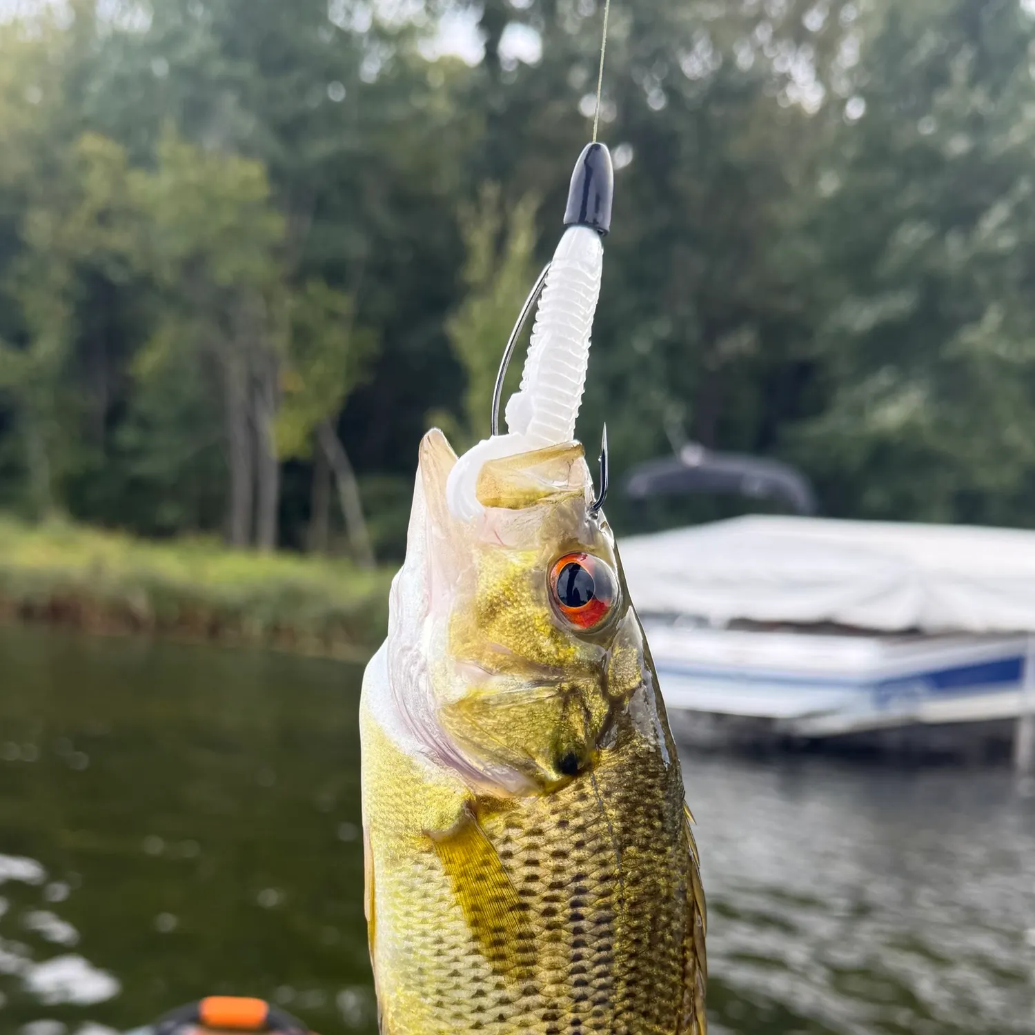 Rock bass caught on Fishbrain