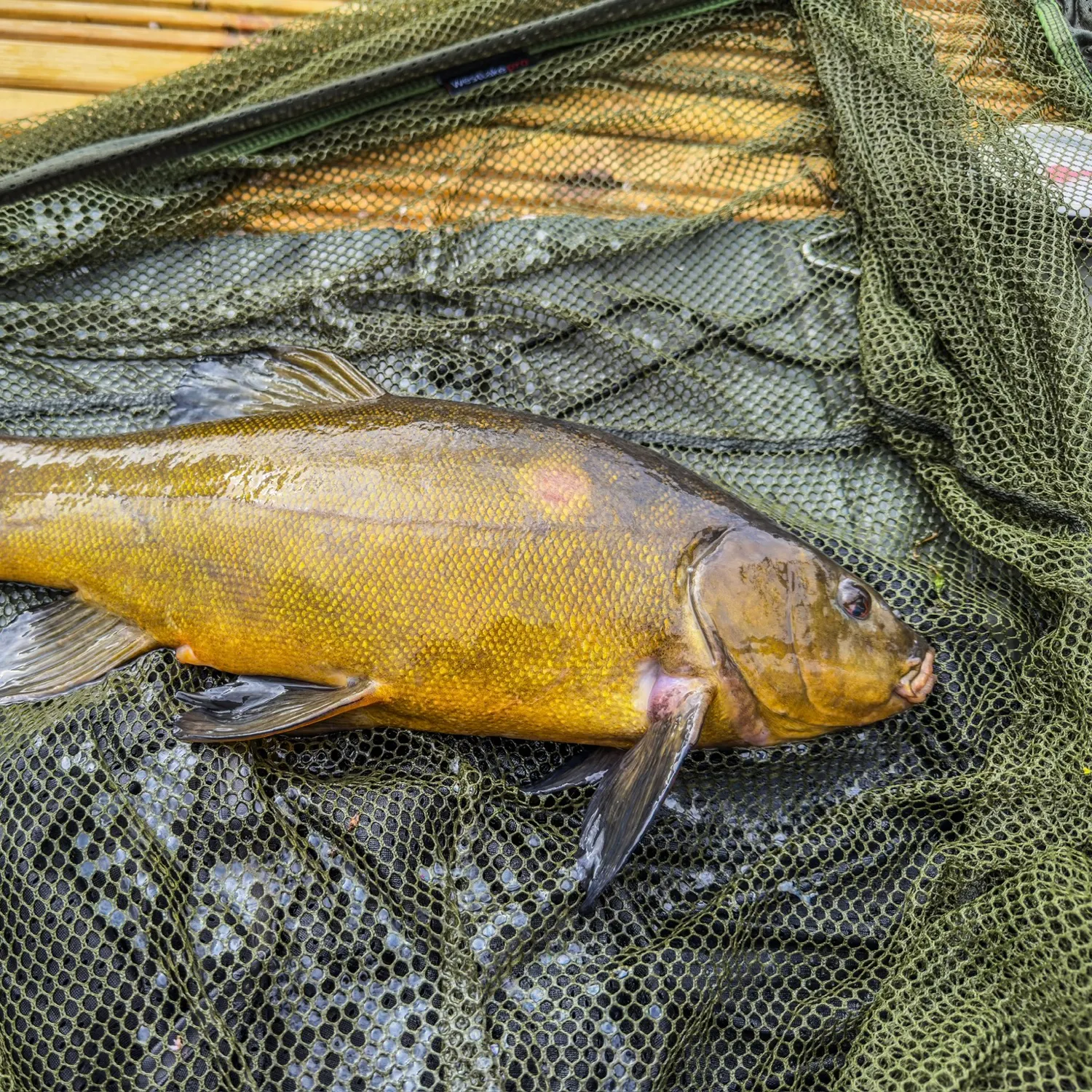 Tench caught on Fishbrain