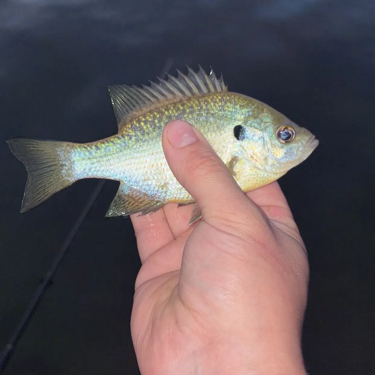 Bluegill caught on Fishbrain