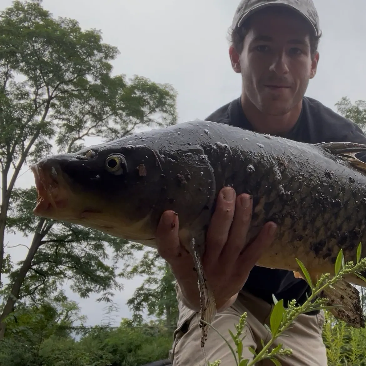 Common carp caught on Fishbrain