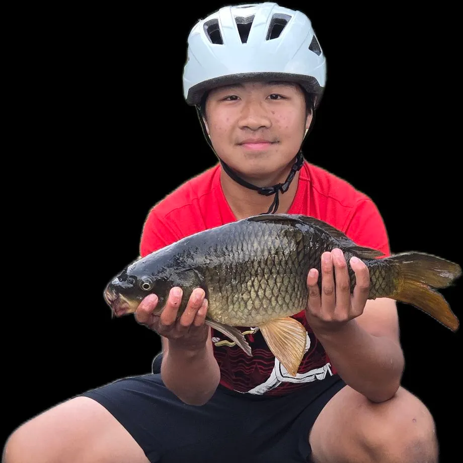 Common carp caught on Fishbrain