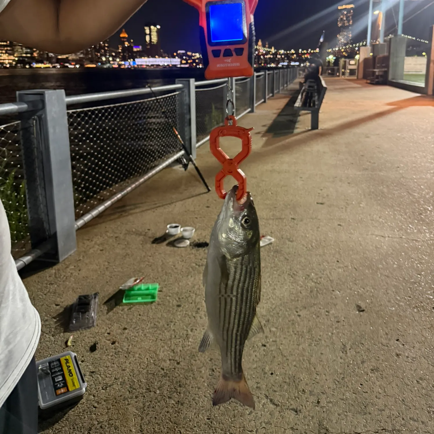 Striped bass caught on Fishbrain