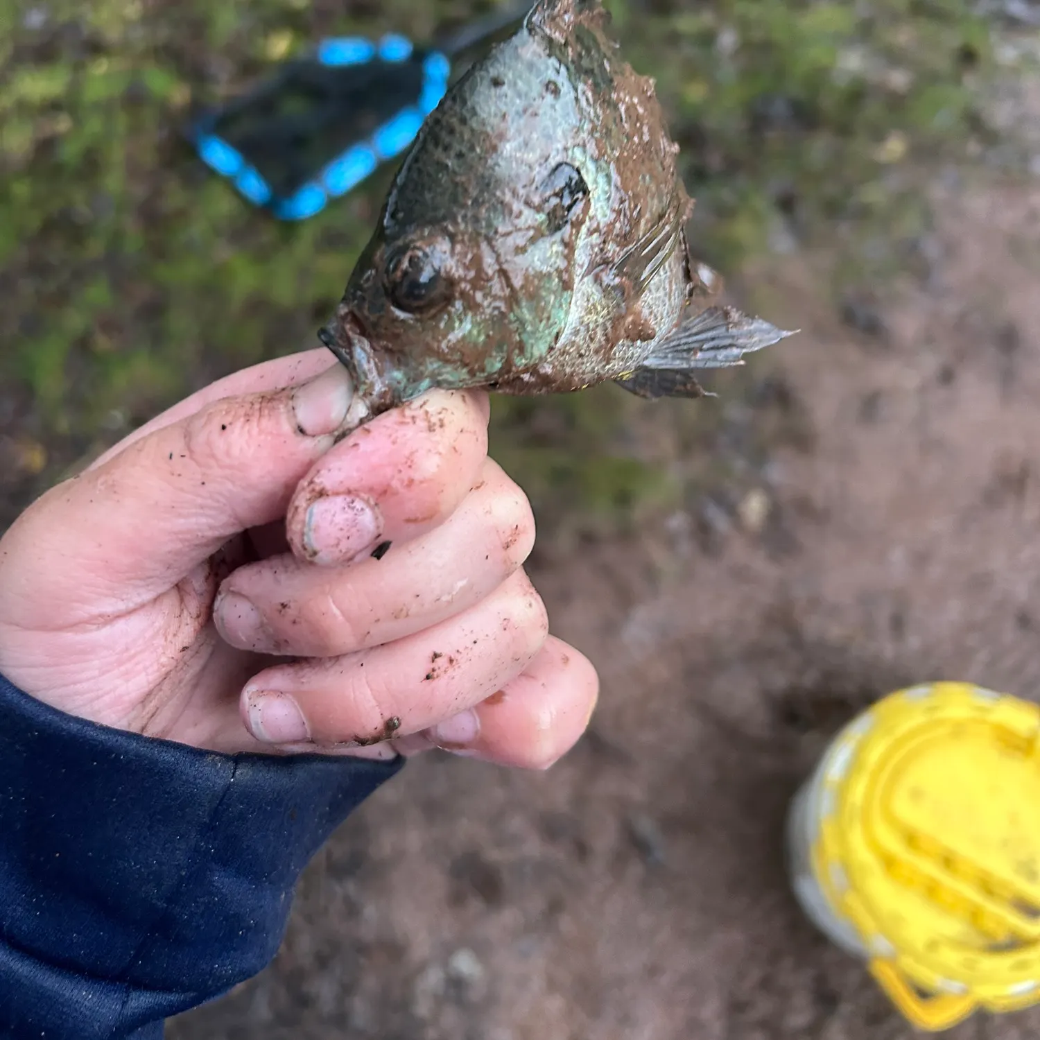 Greengill hybrid caught on Fishbrain