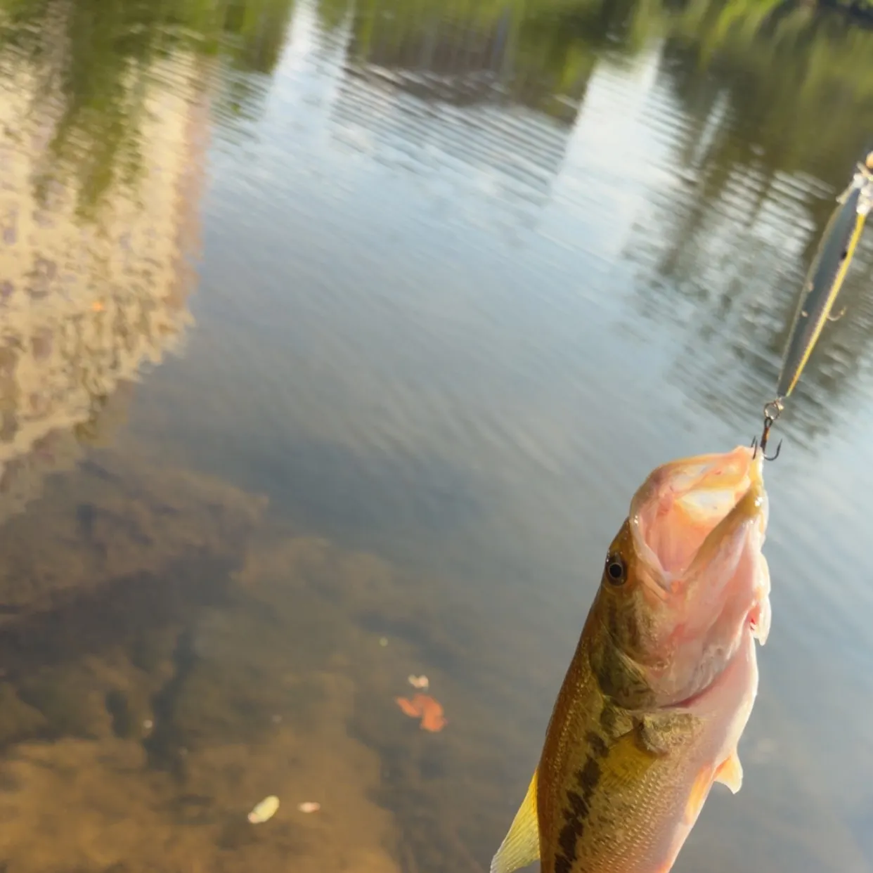 Largemouth bass caught on Fishbrain