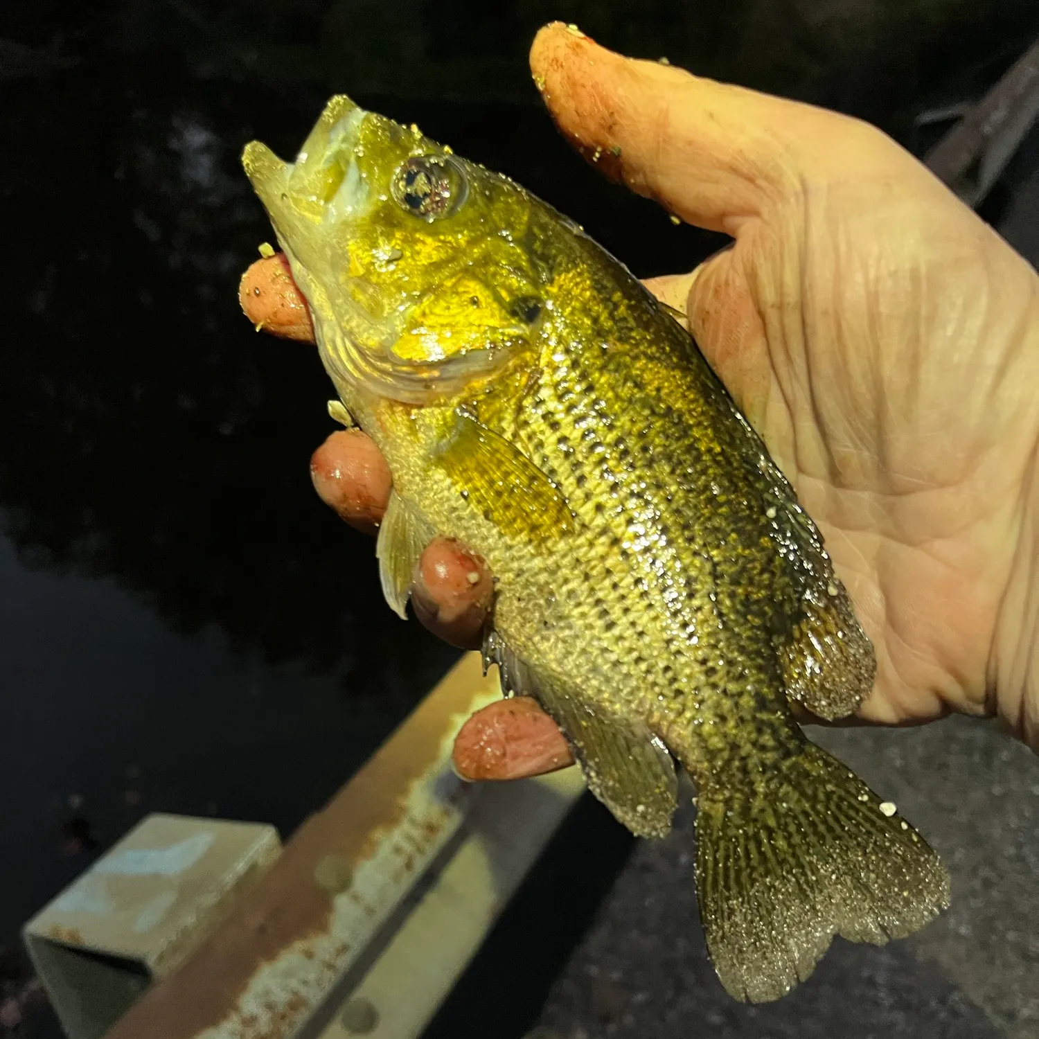 Rock bass caught on Fishbrain